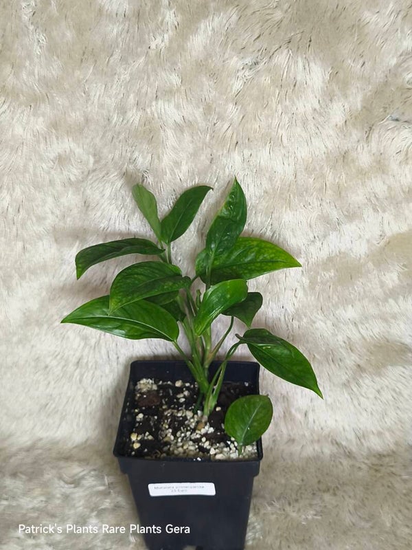 Monstera pinnatipartita