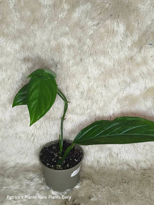 Monstera acacoyaguensis