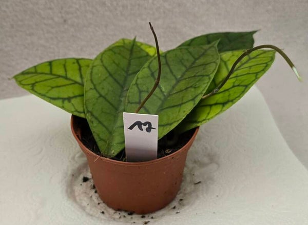 Hoya Callistophylla