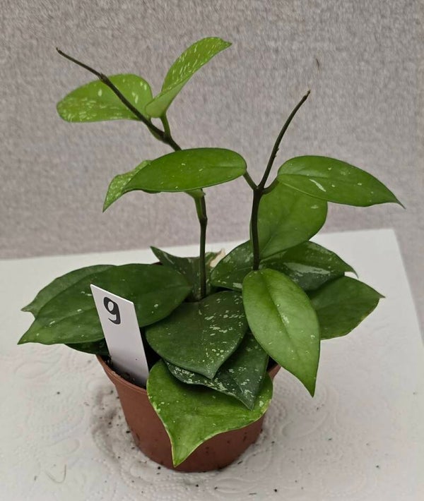 Hoya parasitica  Splash