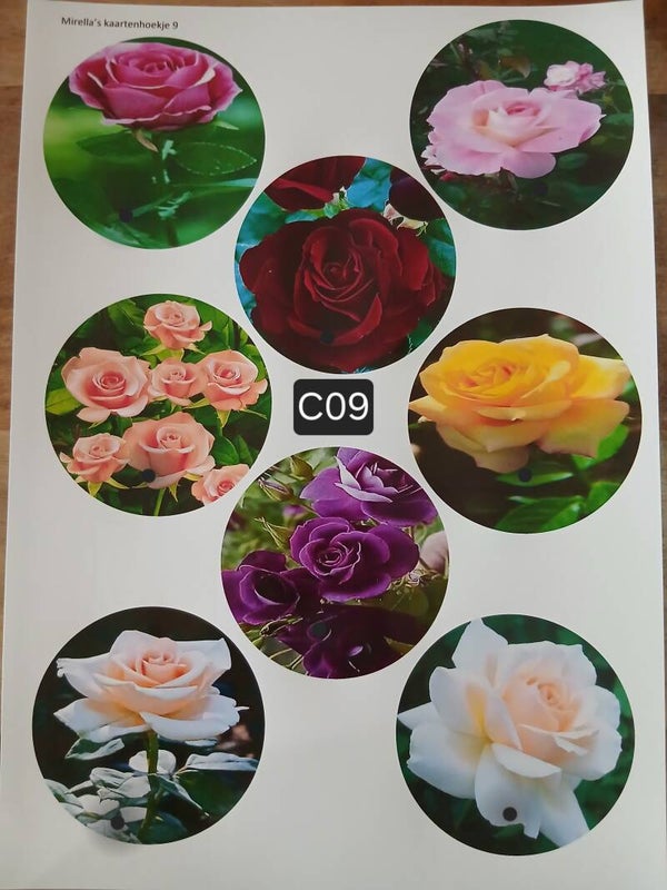 Collagevel C009