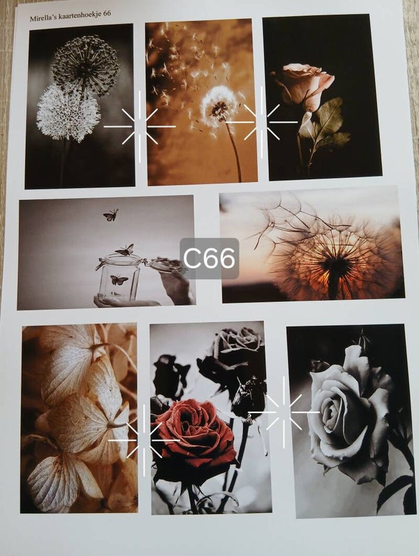 Collagevel C066