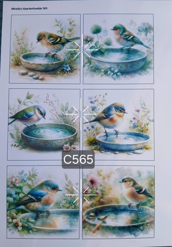 Collagevel C565
