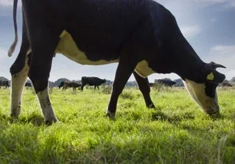 Bedrijfsfotografie Drenthe Koeien