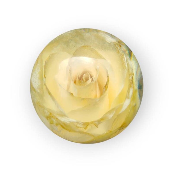 Witte gedroogde Roos