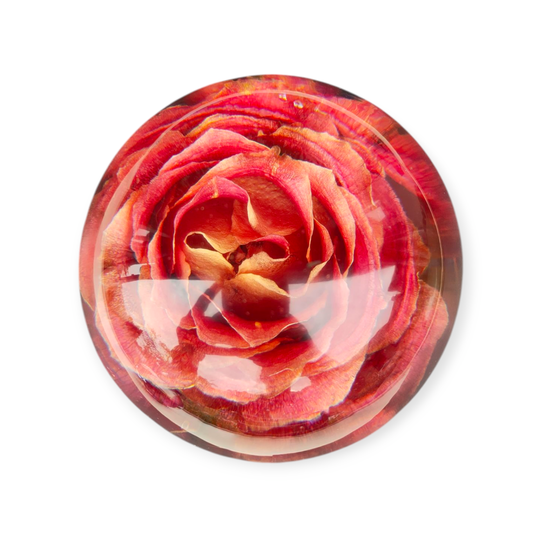 Gedroogde Roos Rood met Geel 10 cm