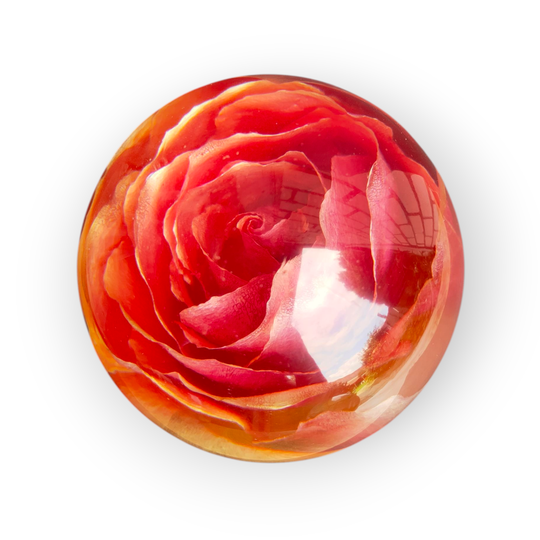 Donker Roze / Oranje Gele Roos