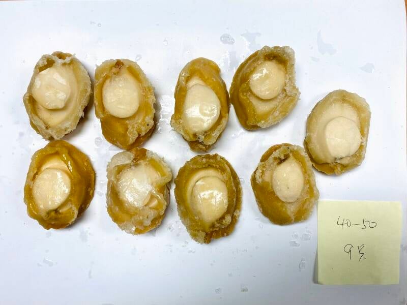 40-50 Abalone Meat 智利鲍鱼肉 32