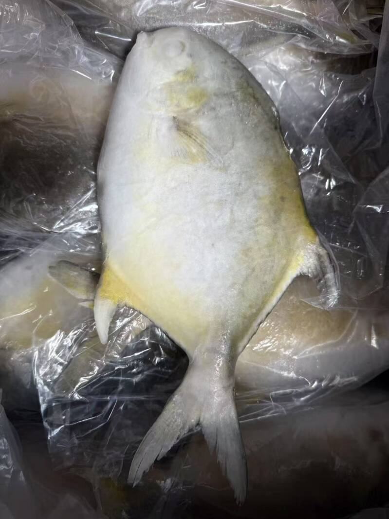 golden-pompano-600-800gr-1x40lb-25-30