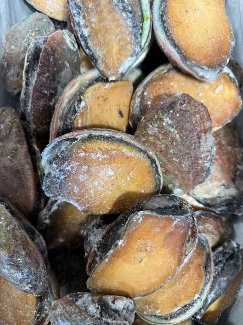 abalone shell on 1x50 1100