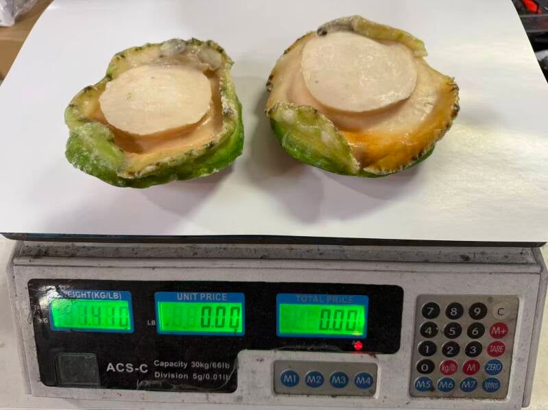 1-2头 澳洲青边鲍鱼肉(野生) 1x10kg 8300-10400 