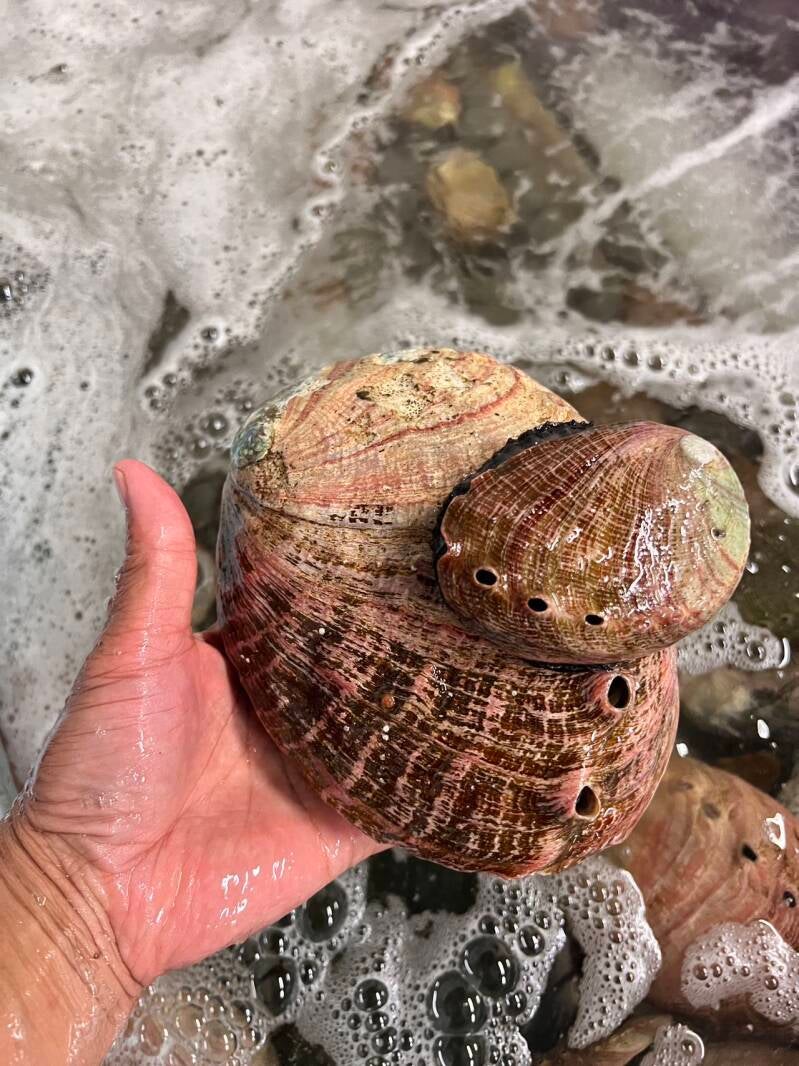 活鲍鱼 3KG Up  5000