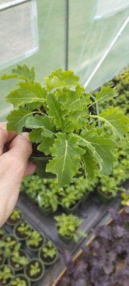 Na zdjęciu jest przedstawiona sadzonka jarmużu zielonego. Ładne, zdrowe, zielone liski w centrum zdjęcia sugerują żywotność oraz ogólny dobry stan rosliny. W tle widać dużą ilość podobnych sadzonek. 