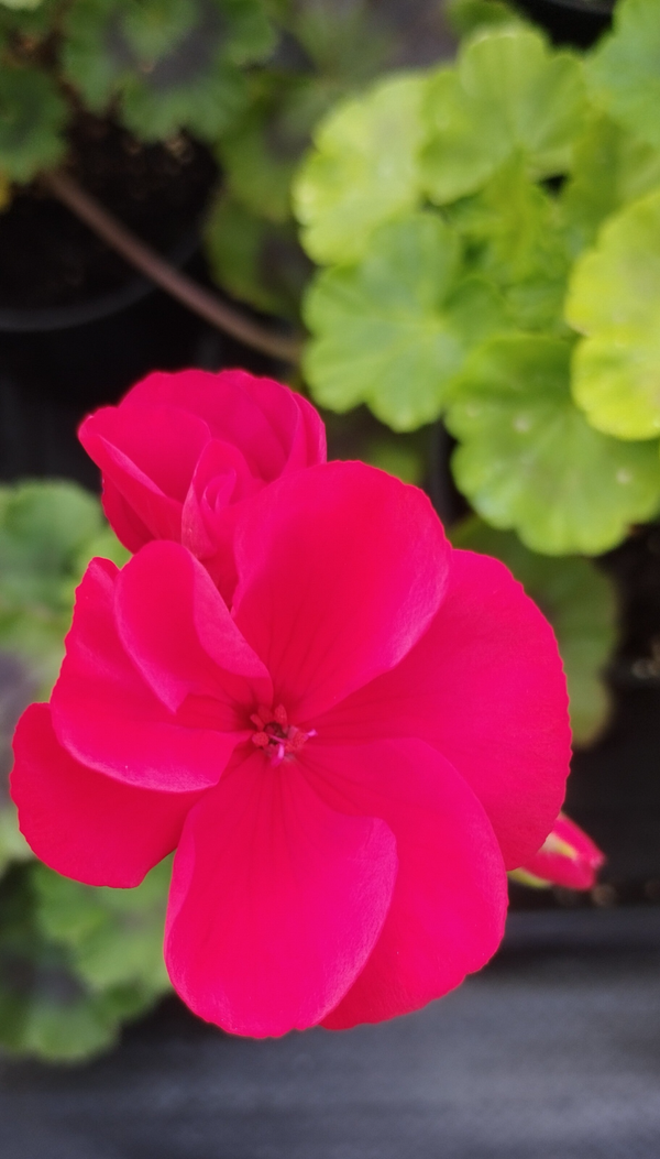 Pelargonia pasiasta czerwona