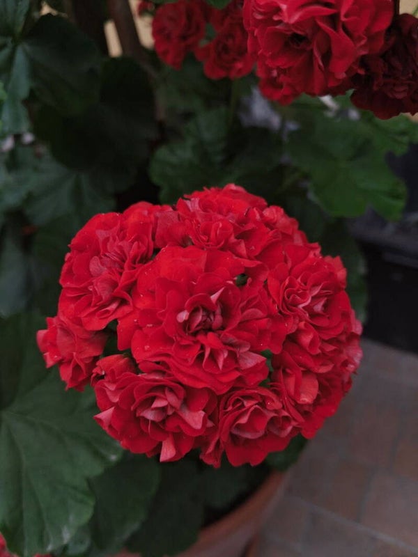 Pelargonia Rosebud Red Rambler