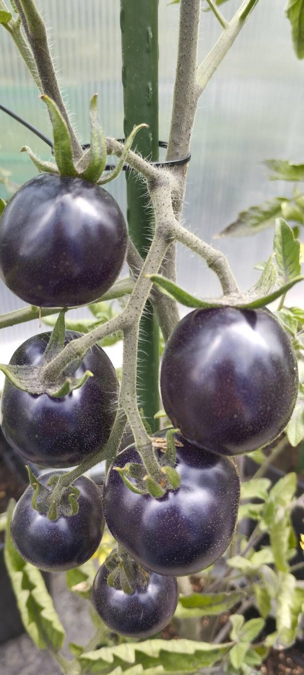 Pomidor koktajlowy Blackball sadzonka owocująca