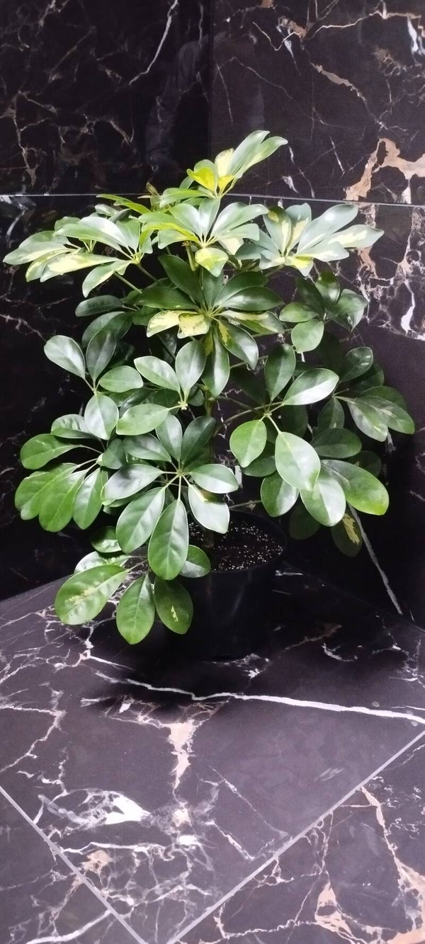 Szeflera Arboricola  Janine 65 cm