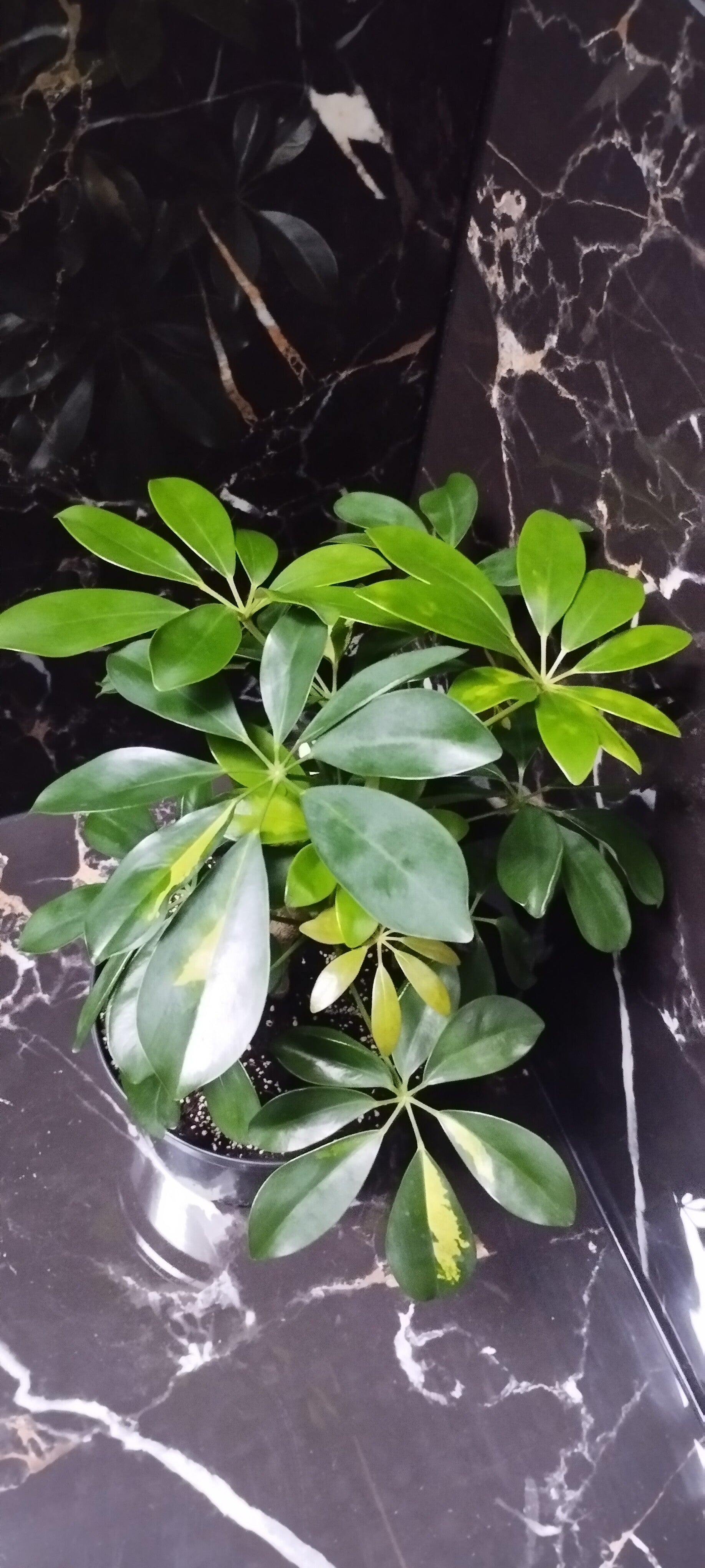 Szeflera Arboricola  Janine 45 cm