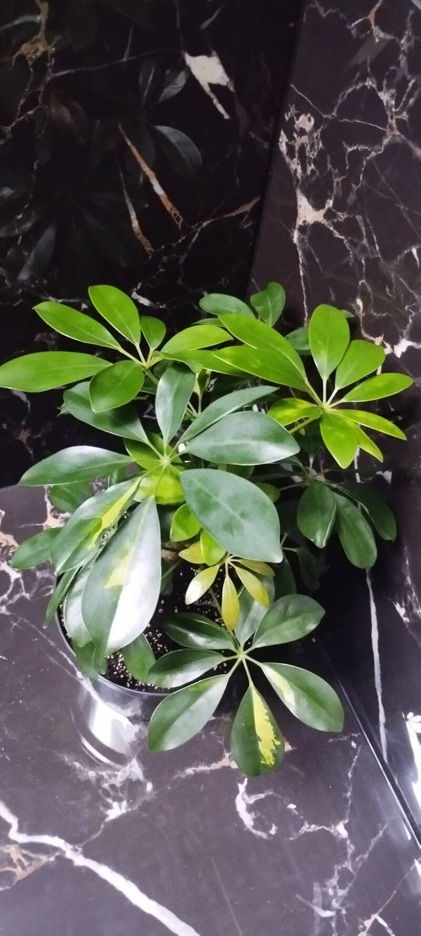 Szeflera Arboricola  Janine 45 cm