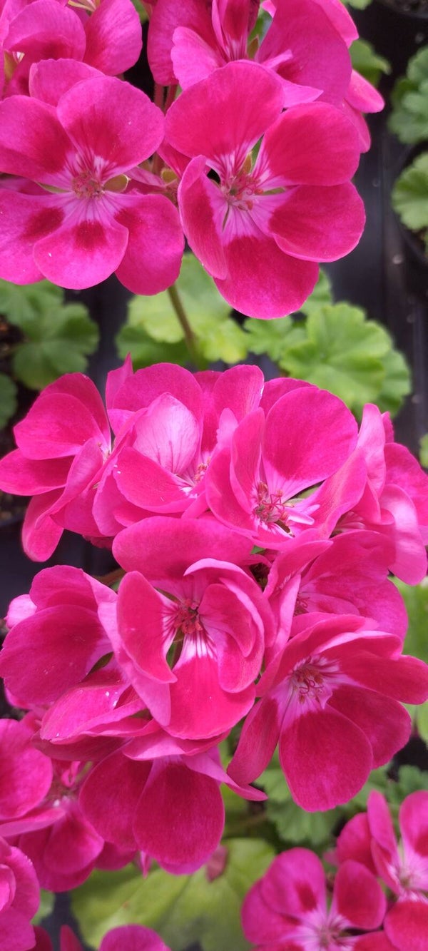 Pelargonia rabatowa różowa