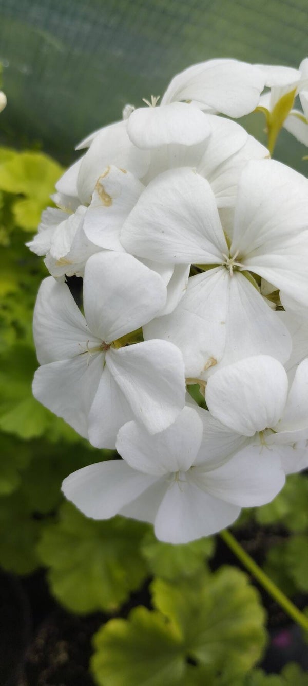 Pelargonia rabatowa biała