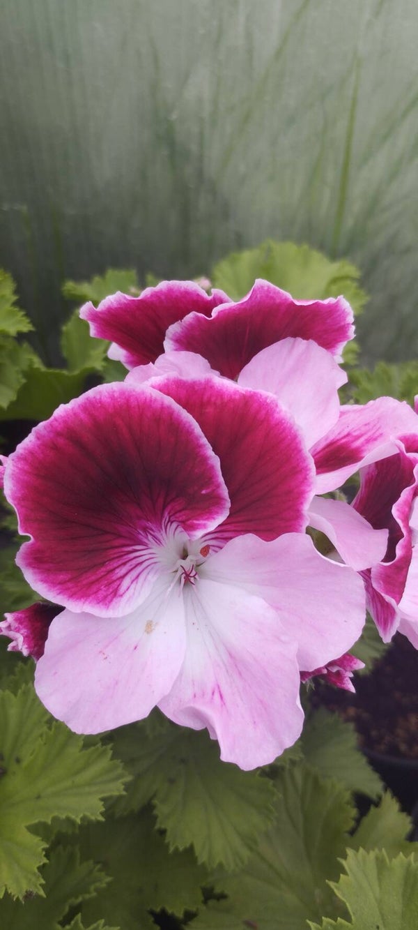 Pelargonia wielkokwiatowa angielska