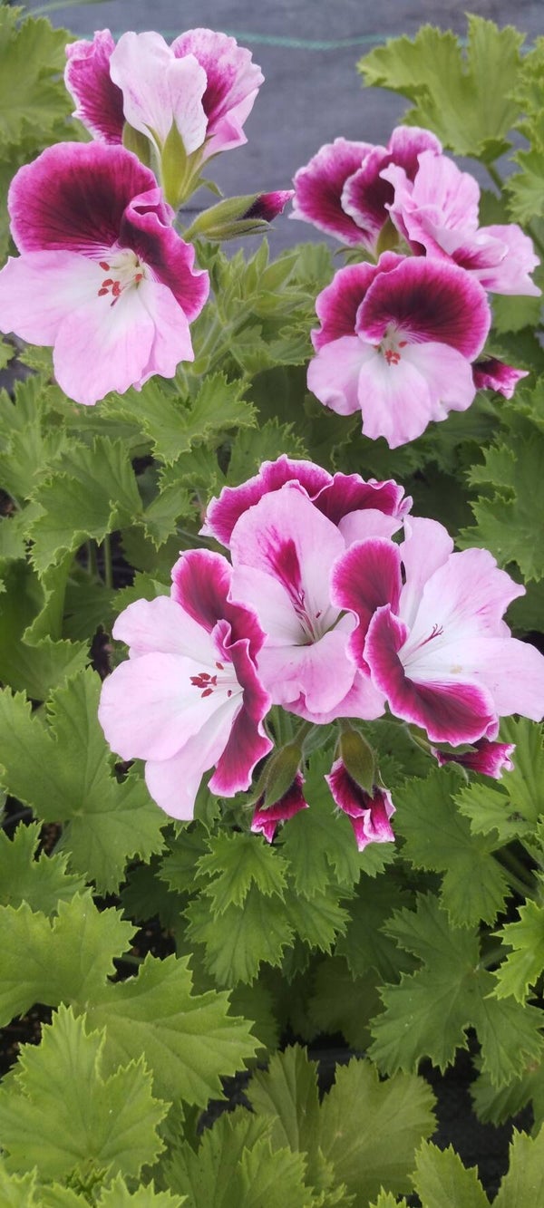 Pelargonia wielkokwiatowa angielska rozmiar M