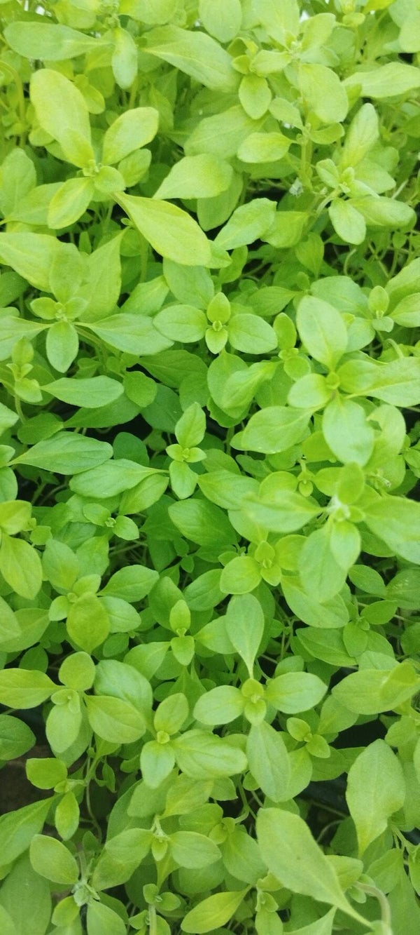 Majeranek