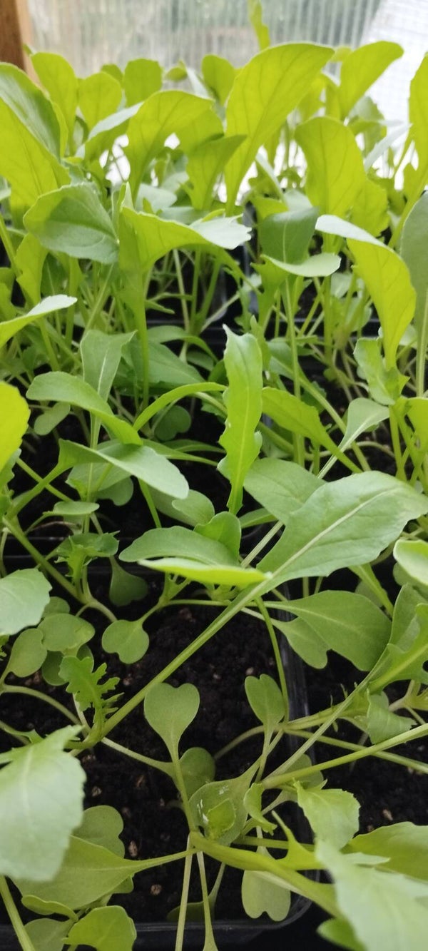 Rukola Wasabi