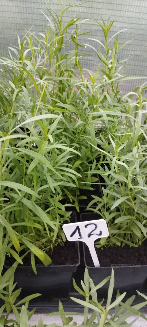 Estragon rozm. M