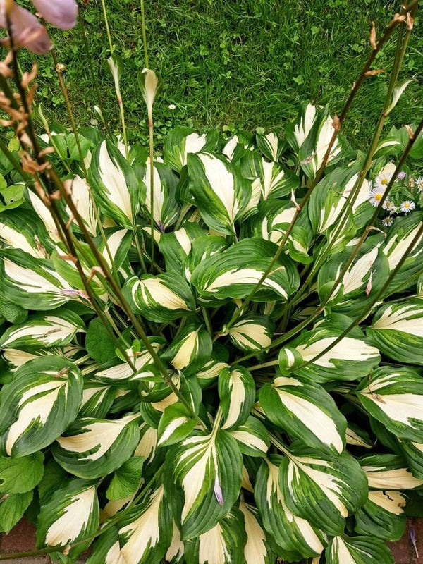 Funkia Mediovariegata