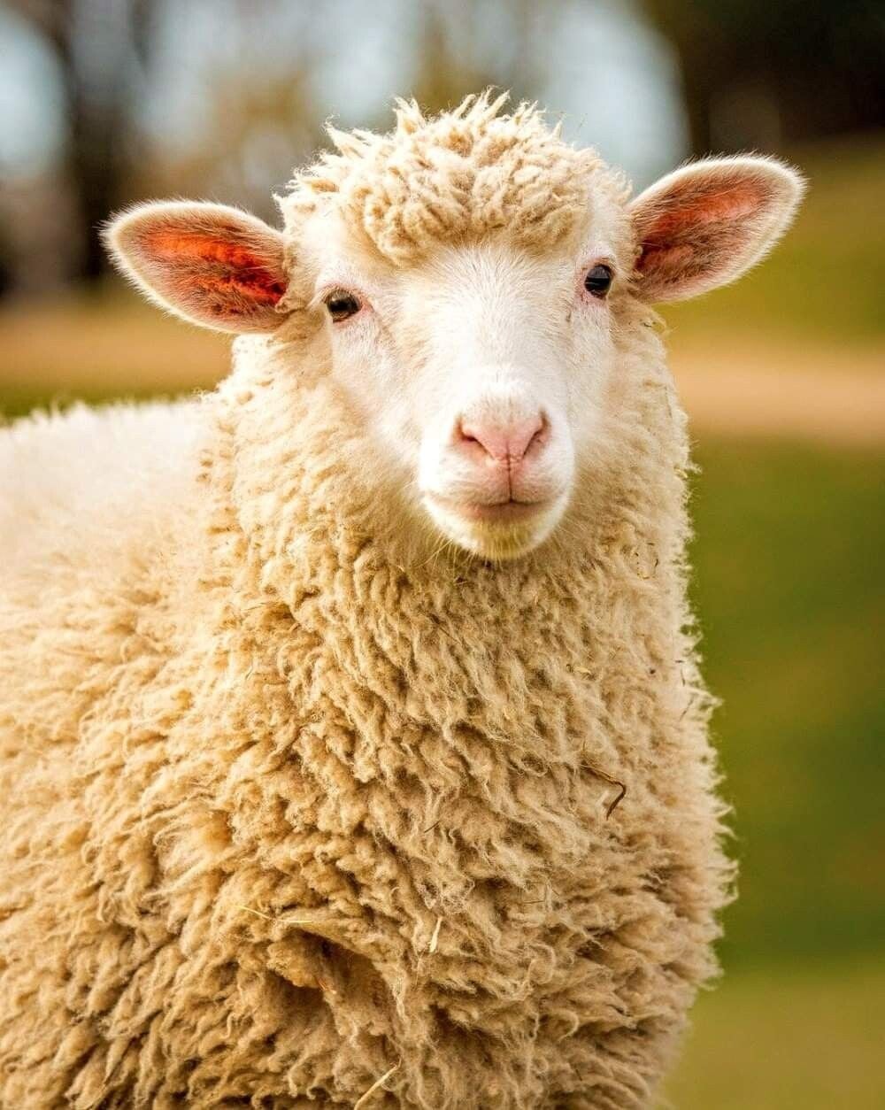 schapenwol
