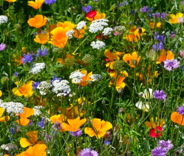 Bloemen Honing