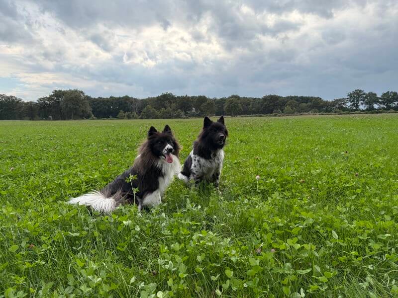 Chebo hond Nova Juno