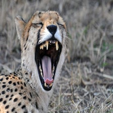 CheetaOtjiwarongo1-2.jpg