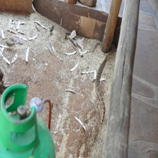 CheetahConservationFundOtjiwarongo10.jpg