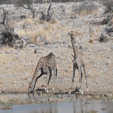 GirafEtoscha.jpg