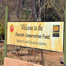 CheetahConservationFundOtjiwarongo4.jpg