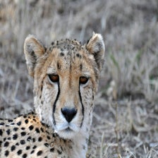 CheetaOtjiwarongo6.jpg