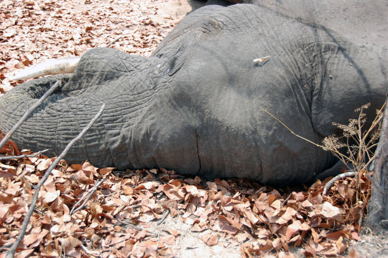 eke Olifant Liwonde NP