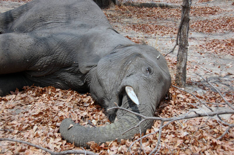 Afgeschoten Zieke Olifant Liwonde NP