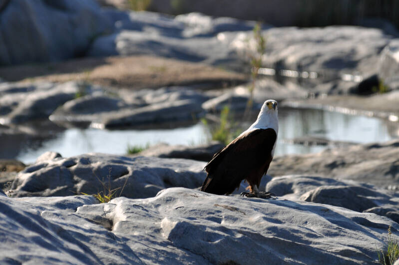Afrikaanse vis arend