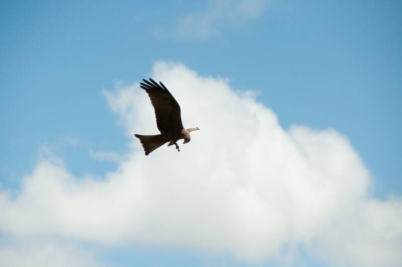 Black kite