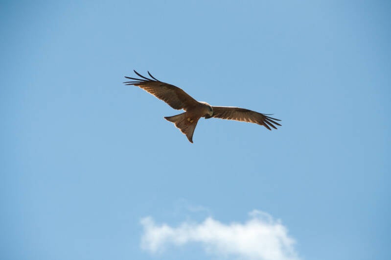 Black kite