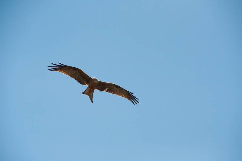Black kite