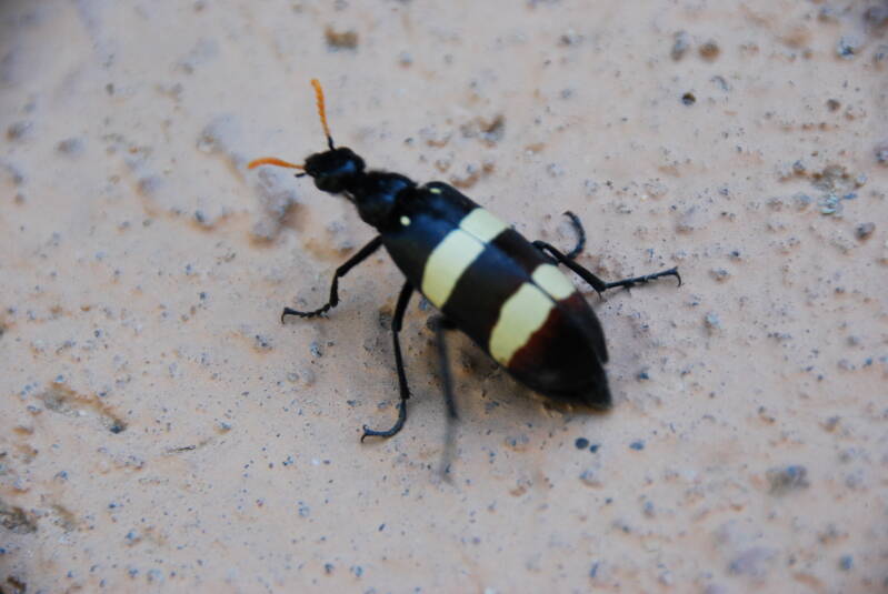 Blister Beetle