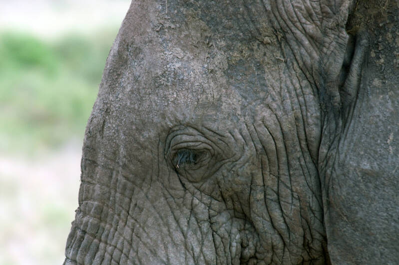 Closeup olifant