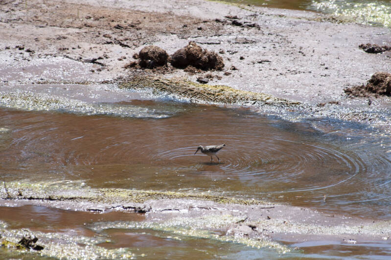 Common sandpiper