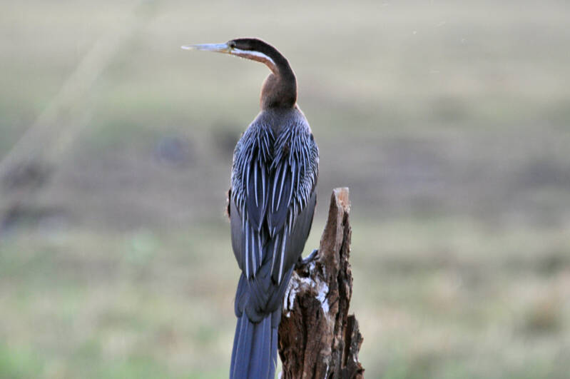 Cormorant chobe river.