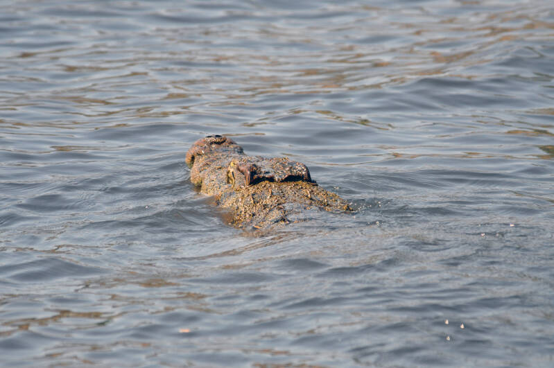 Croc chobe river